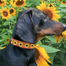 Load image into Gallery viewer, Sunflower Collar
