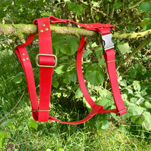 Load image into Gallery viewer, 25mm Adjustable shoulders, Adjustable QR girth in Red with Antique Brass hardware
